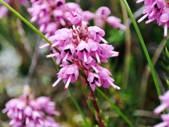 Erica spiculifolia