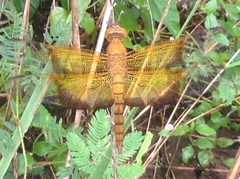 Camacinia gigantea