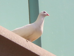 Columba livia