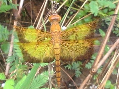 Camacinia gigantea