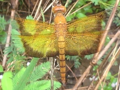 Camacinia gigantea