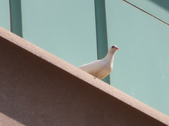 Columba livia