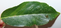 Bridelia micrantha
