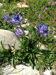 Phyteuma globulariifolium