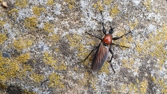 Bibio hortulanus