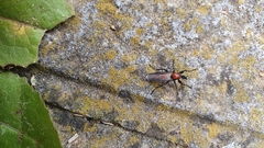 Bibio hortulanus