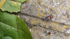 Bibio hortulanus