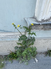Sonchus oleraceus