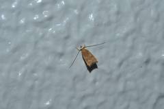 Lecitholaxa thiodora