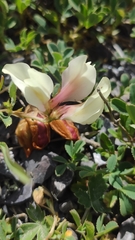 Trifolium eximium