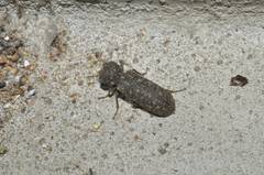 Lichenophanes carinipennis