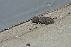 Lichenophanes carinipennis