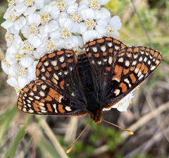 Euphydryas anicia