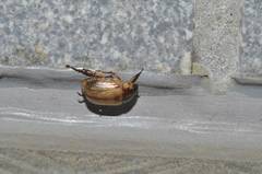 Anomala schoenfeldti