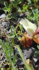 Trifolium eximium