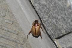 Anomala schoenfeldti