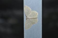 Idiochlora ussuriaria