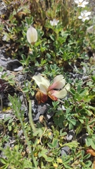 Trifolium eximium