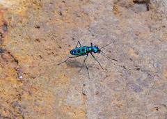 Cosmodela barmanica
