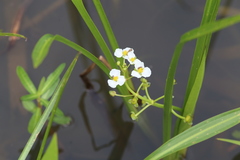 Sagittaria platyphylla
