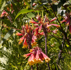 Blandfordia cunninghamii