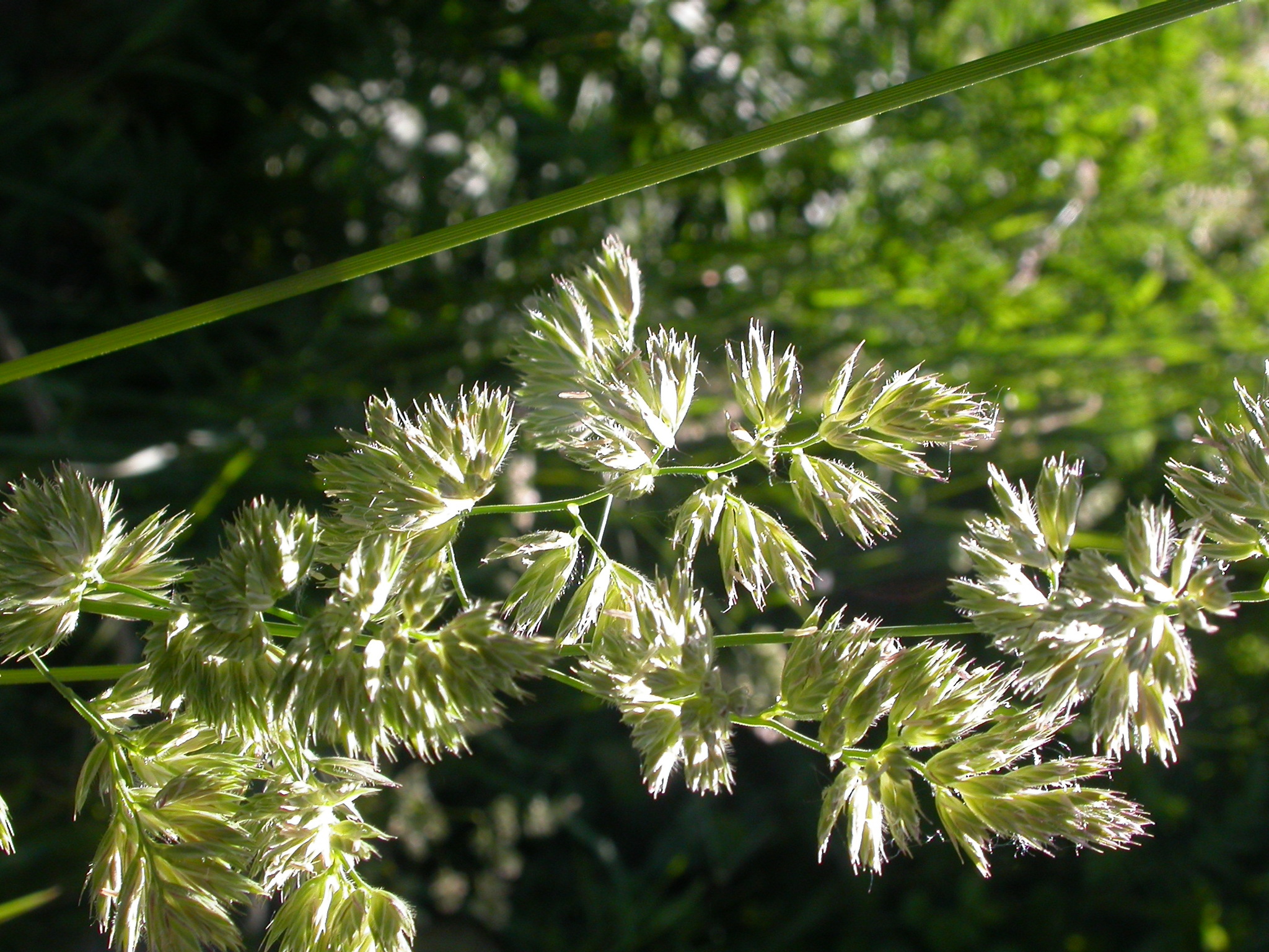 Dactylis