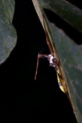 Epidaus famulus