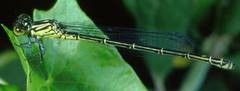 Erythromma