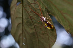Epidaus famulus