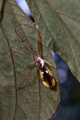Epidaus famulus