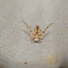 Stathmopoda stimulata