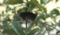 Euploea midamus