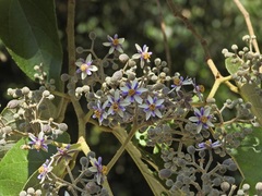 Trichospermum pleiostigma