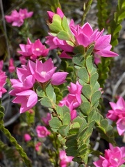 Boronia serrulata