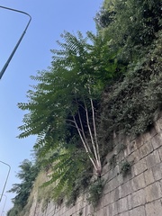 Ailanthus altissima
