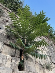 Ailanthus altissima