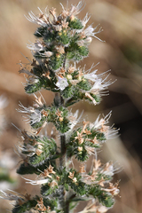 Echium italicum