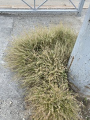Lepidium ruderale