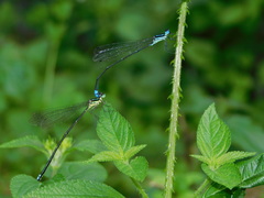 Caconeura ramburi