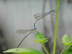 Caconeura ramburi