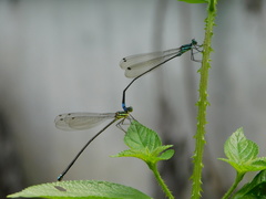 Caconeura ramburi