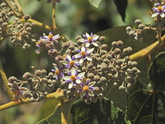 Trichospermum pleiostigma