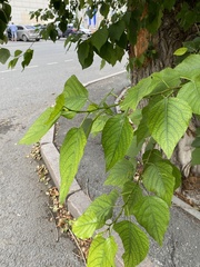 Populus × sibirica