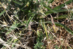Echium italicum