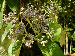Trichospermum pleiostigma