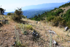 Echium italicum