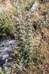 Echium italicum