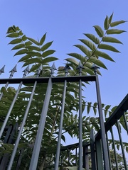 Ailanthus altissima