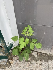 Acer negundo