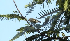 Phylloscopus trochiloides